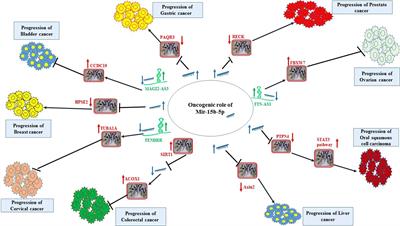 A Comprehensive Review on Function of miR-15b-5p in Malignant and Non-Malignant Disorders